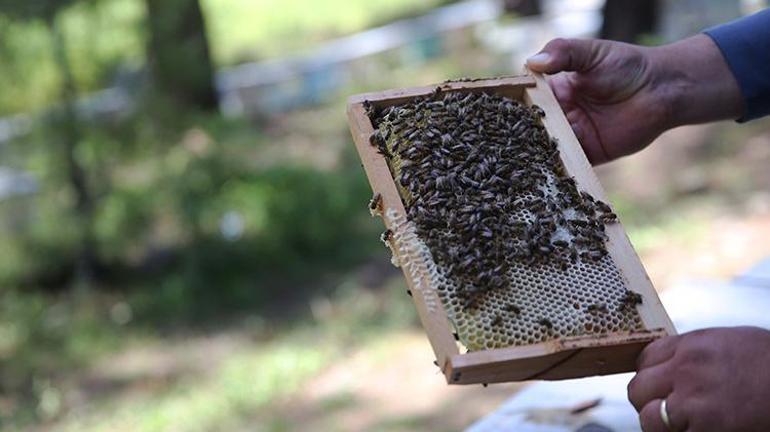 Muğlada 6ıncı kuşak olarak arıcılık yapan genç çiftçi aldığı desteklerle işletmesini büyüttü