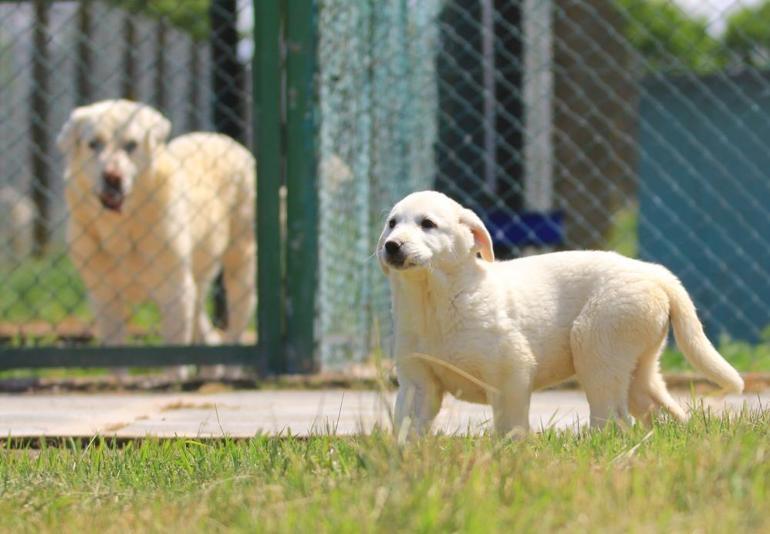 Onlar Türkiyeye has Yavrularına sahip olmak için 6 ay sıra bekleniyor, tüm dünyadan büyük talep görüyor