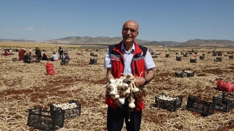 Üretiminin dörtte birini karşılıyor Türkiyede sadece bir ilçe Norveçe rakip çıktı: Beyaz altında hasat başladı