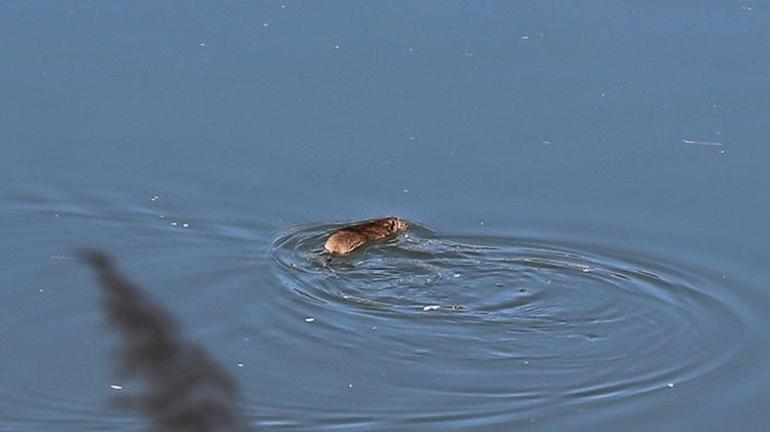 Çinden gelip Diyarbakırı istila ettiler Bilim insanları bir çare bulmak için toplandılar