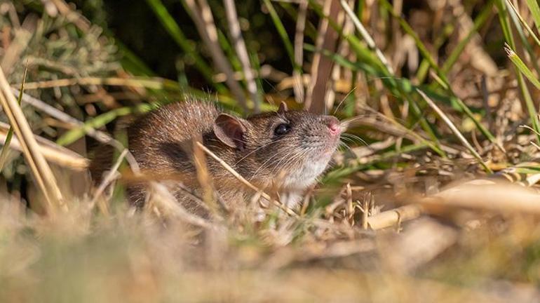 Çinden gelip Diyarbakırı istila ettiler Bilim insanları bir çare bulmak için toplandılar