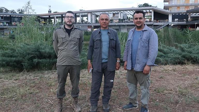 Çinden gelip Diyarbakırı istila ettiler Bilim insanları bir çare bulmak için toplandılar