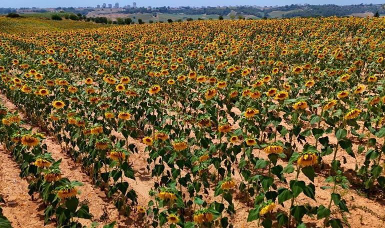 Adanada günebakanlar tarlaları sarıya boyadı Geçen yıl 11 liraydı, bu yıl fiyat artacak