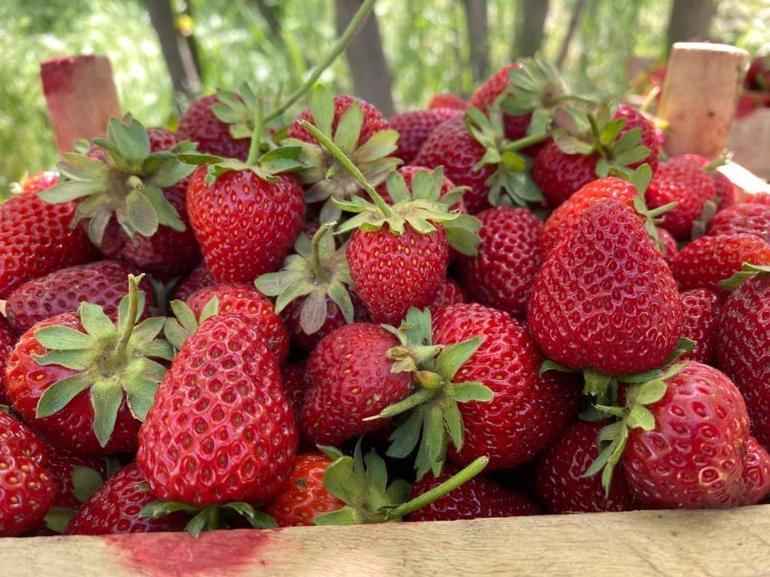 Rekolte yüzde 25 azaldı Kilosu 90 lira ama bu meyvenin aroması bambaşka