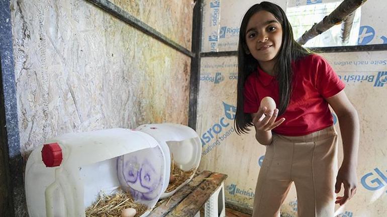 Okul müdürü sınırları yıktı okulda bir ilke imza attı Öğrenciler hayatlarında ilk defa tavuk gördü, doğal yumurta ile tanıştı