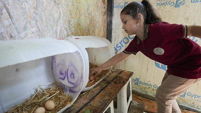 Okul müdürü sınırları yıktı okulda bir ilke imza attı Öğrenciler hayatlarında ilk defa tavuk gördü, doğal yumurta ile tanıştı
