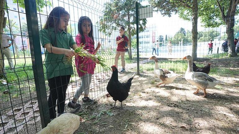 Okul müdürü sınırları yıktı okulda bir ilke imza attı Öğrenciler hayatlarında ilk defa tavuk gördü, doğal yumurta ile tanıştı