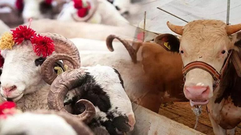 Kurbanlık hayvan hangisi olur Hangi hayvanlar kurban edilebilir