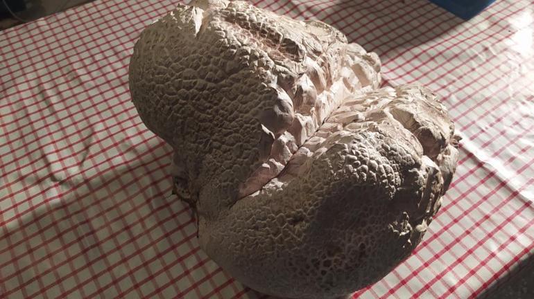 Almanyadan Sivas’a geldi, tarlada dondu kaldı Taş sandı, gerçek başka çıktı: İlk kez görüyorum