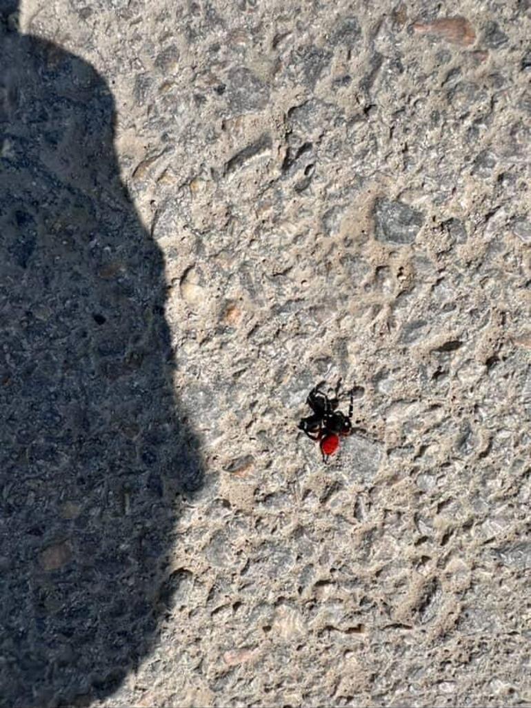 Bursada zehirli uğur böceği alarmı: Sandığınız kadar masum değil