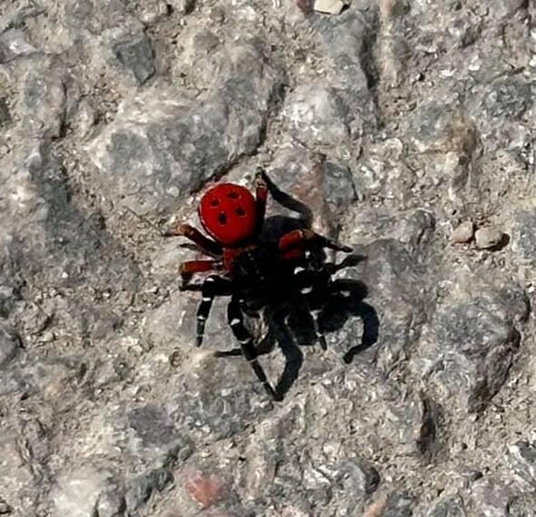 Bursada zehirli uğur böceği alarmı: Sandığınız kadar masum değil