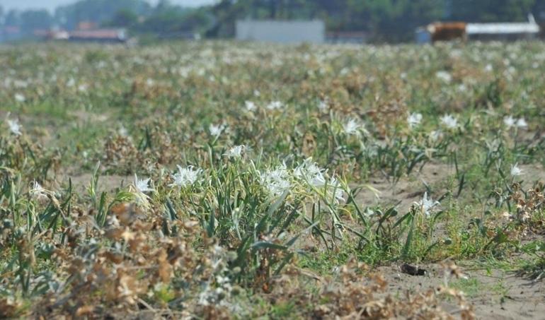 Nesli tükenme tehlikesi altındaydı Samsun sahillerinde görülmeye başlandı Koparmanın cezası bir servet değerinde