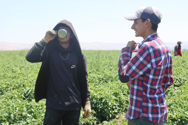 İlk hasat bayramdan sonra başlıyor Toplamak büyük zahmet, günlük 800 lira bedeli var