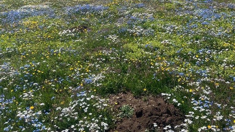 Yazın ortasında lapa lapa kar yağdı Her yer beyaza büründü