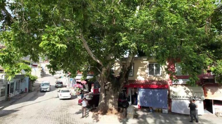 Adıyamanda tam 600 yıllık Gören fotoğraf çekiyor, bakanlık özel karar çıkardı