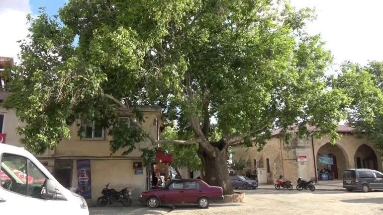 Adıyamanda tam 600 yıllık Gören fotoğraf çekiyor, bakanlık özel karar çıkardı