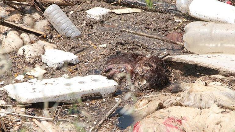 Adanada kurban atıkları kanallara atıldı Uzman isim çiftçileri uyardı