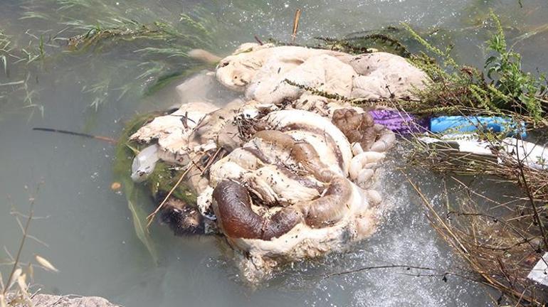 Adanada kurban atıkları kanallara atıldı Uzman isim çiftçileri uyardı