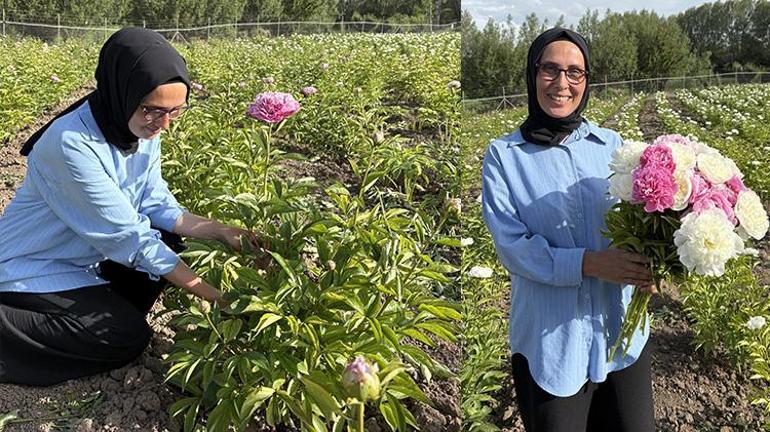 Sivasta tutmaz dediler ama o vazgeçmedi Denedi ve başardı; şimdi de hasat vakti