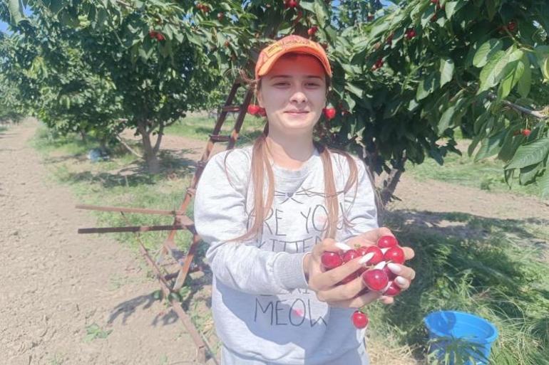 Sadece Edirnede var Köyün dibinden Avrupaya satılıyor: 300 ton hasat yapılldı, fiyatı yüz güldürüyor