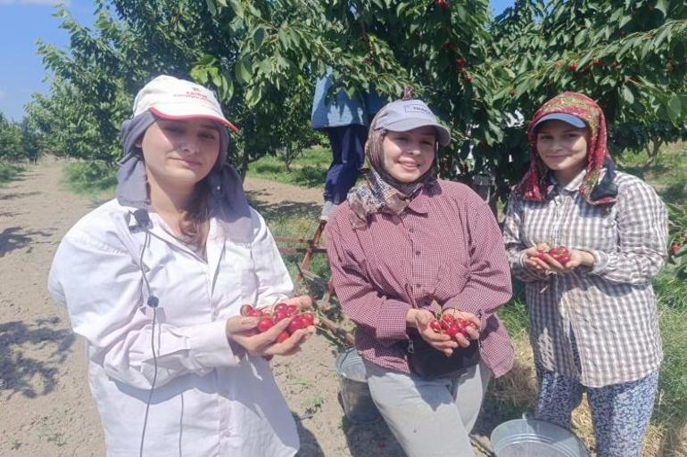 Sadece Edirnede var Köyün dibinden Avrupaya satılıyor: 300 ton hasat yapılldı, fiyatı yüz güldürüyor