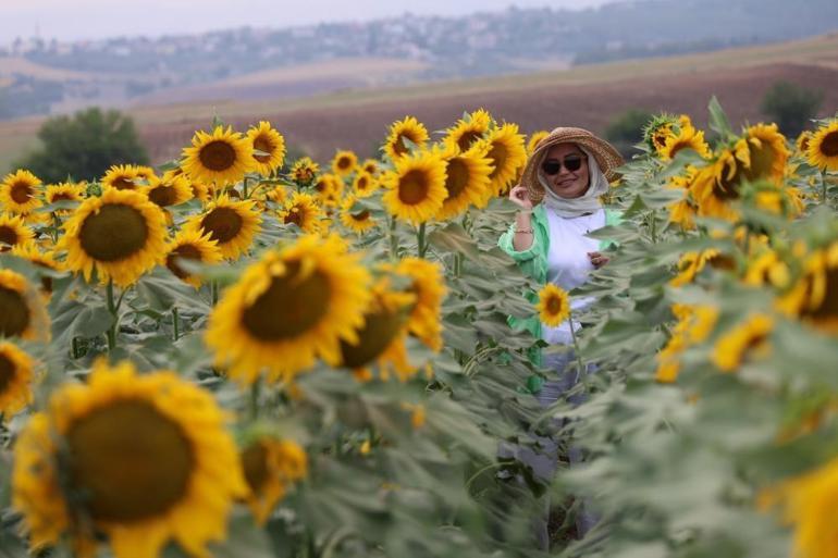 Adanada ayçiçek tarlaları özçekim alanına dönüştü