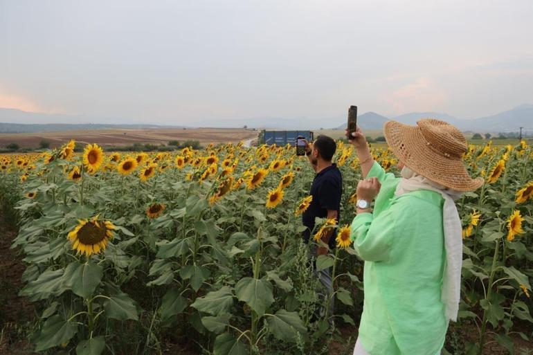 Adanada ayçiçek tarlaları özçekim alanına dönüştü