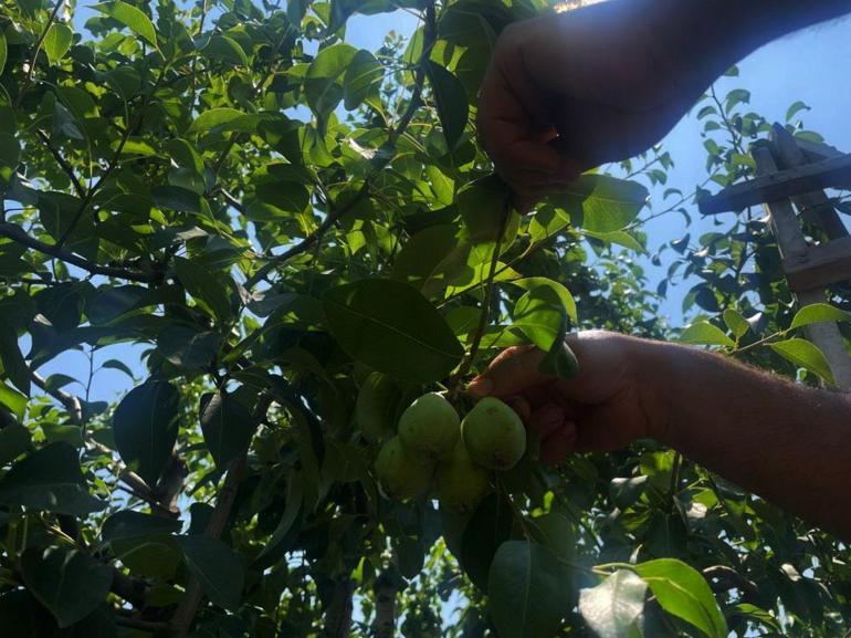 Bursada tonlarca armut ve şeftaliyi koparıp yere attılar Tek bir amacı var