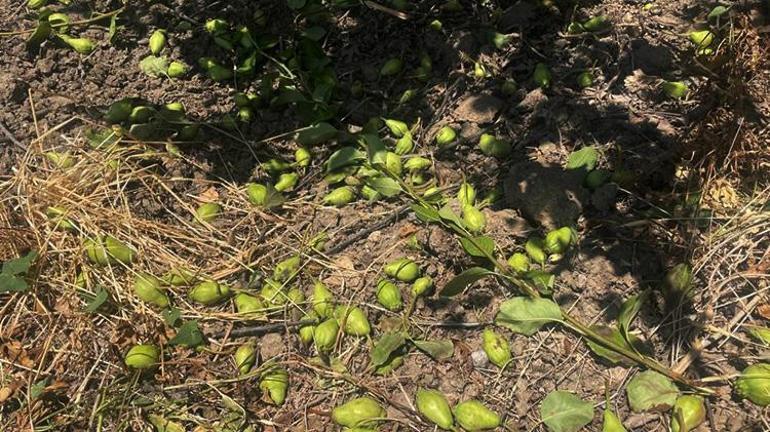 Bursada tonlarca armut ve şeftaliyi koparıp yere attılar Tek bir amacı var