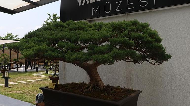 Yalova Valisi Kaya, meyve veren dut bonsainin hasadını yaptı