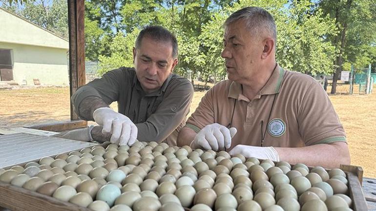 Samsunda üretilen bu yumurtalar sofralara gelmeyecek Doğa savaşında kullanılacak