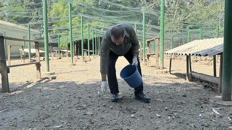Samsunda üretilen bu yumurtalar sofralara gelmeyecek Doğa savaşında kullanılacak