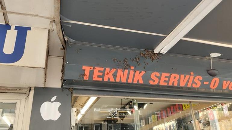 Denizliyi arılar istila etti Kraliçe kovandan kaçınca olanlar oldu