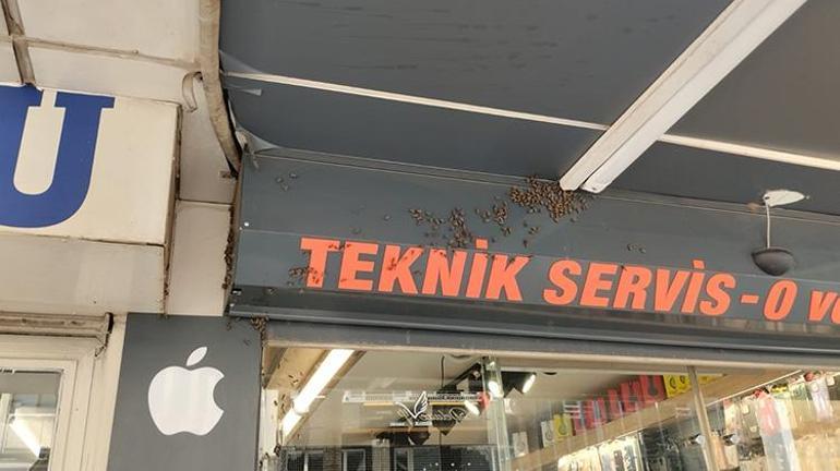 Denizliyi arılar istila etti Kraliçe kovandan kaçınca olanlar oldu