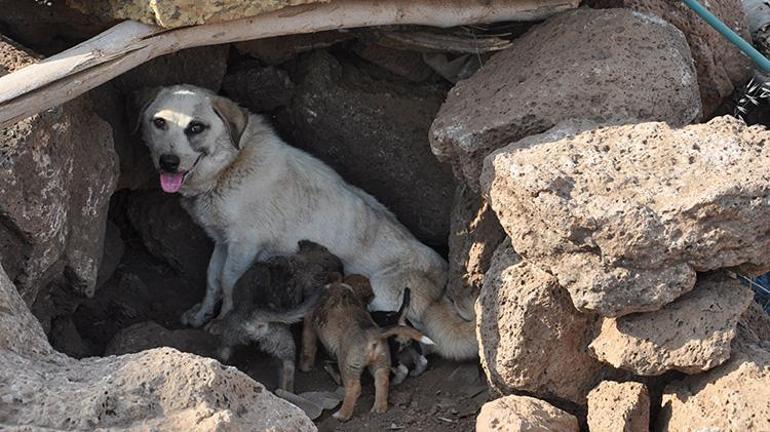 Gaziantepte anız yangınında mahsur kalan yavru köpekleri jandarma ekipleri kurtardı