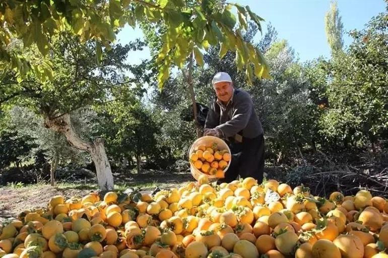 İşten kovulunca korkarak bu işe girdi Adanada 50 dönümde üretime başlayıp tesisini kurdu Kilosu 100 TLye gidiyor