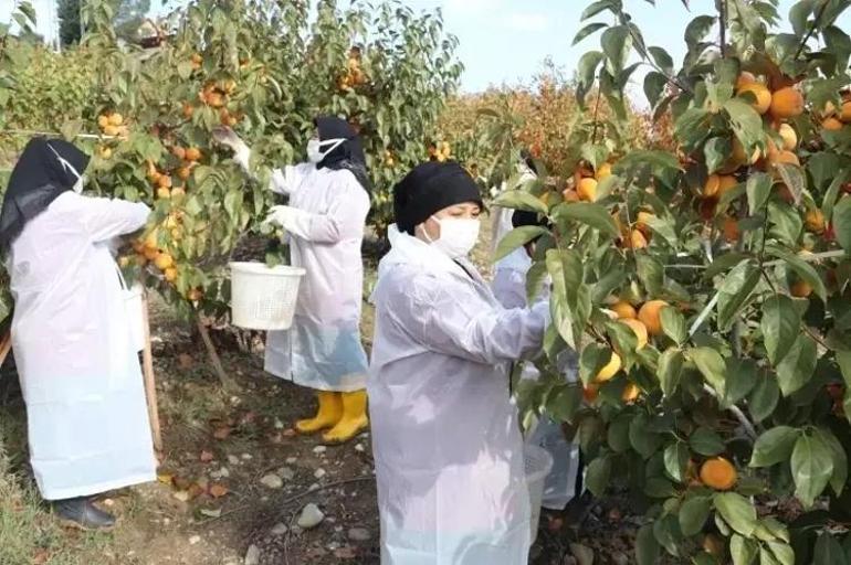 İşten kovulunca korkarak bu işe girdi Adanada 50 dönümde üretime başlayıp tesisini kurdu Kilosu 100 TLye gidiyor