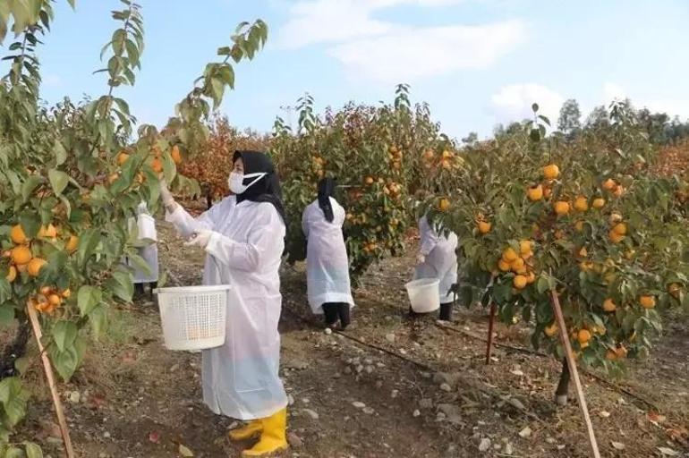 İşten kovulunca korkarak bu işe girdi Adanada 50 dönümde üretime başlayıp tesisini kurdu Kilosu 100 TLye gidiyor