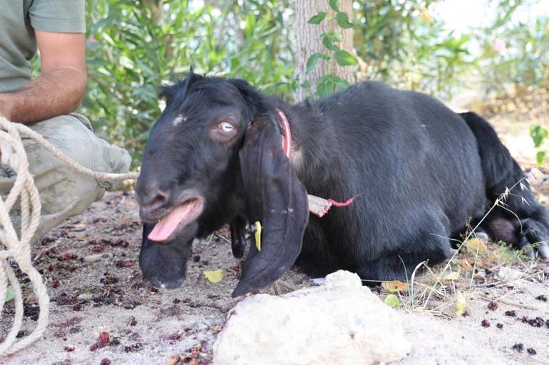Adanada 10 günden beri kayıp olan kurbanlık yakalandı Annem kaçmasına çok üzülmüştü