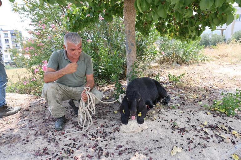 Adanada 10 günden beri kayıp olan kurbanlık yakalandı Annem kaçmasına çok üzülmüştü