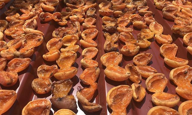 Zirai don vurmuştu Artık 4 kilosu 1 gram atın ediyor, ürün kalmadı