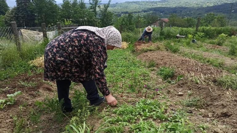 İstanbuldan köylerine döndüler, 3 dönüm araziden servet kazanıyorlar Borçla başladım, 3 aileyi geçindiriyorum