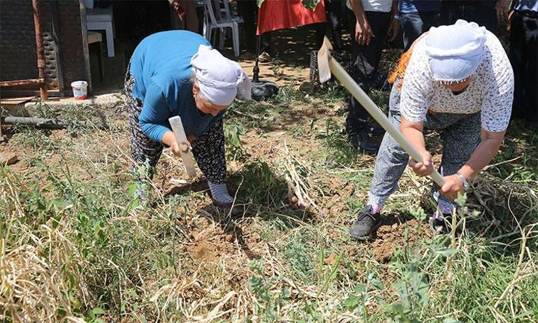Ve ilk hasat başladı Coğrafi işaretli ürünü sadece 6 kişi yetiştiriyor