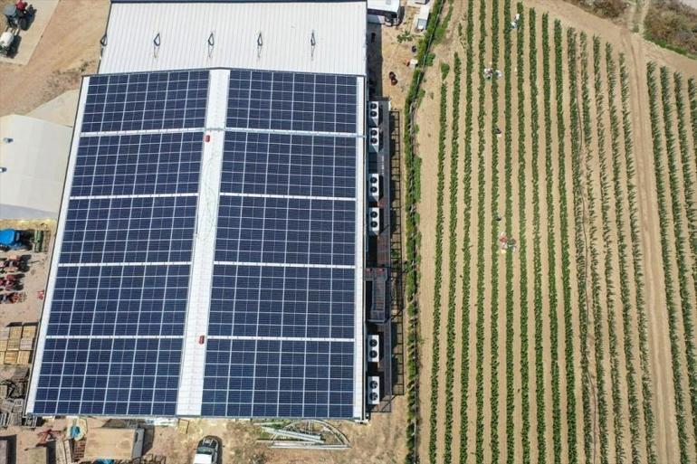 Bursada elektriğe para vermeden 1 milyon adet üretiyor 250 dönüme çıktı: Enerjiyi dağıtım firmasına satıyor