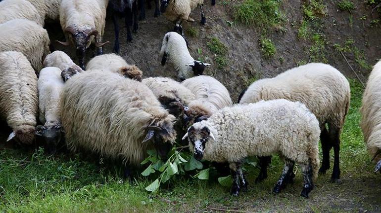 Trabzonda sıra dışı kurtarma operasyonu: Bacağı kırılan kuzuyu kesmek yerine platin takıldı