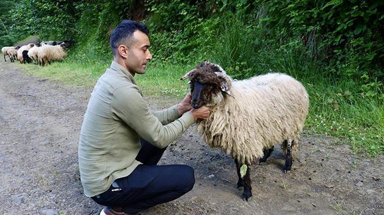 Trabzonda sıra dışı kurtarma operasyonu: Bacağı kırılan kuzuyu kesmek yerine platin takıldı