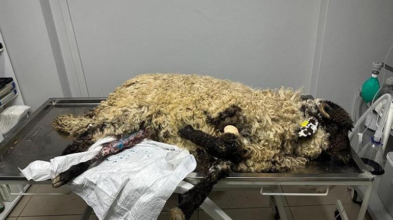 Trabzonda sıra dışı kurtarma operasyonu: Bacağı kırılan kuzuyu kesmek yerine platin takıldı