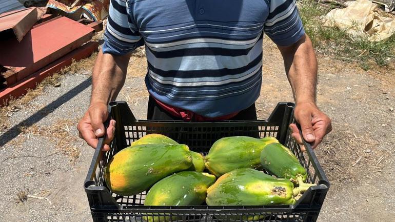 Yerli tropikal meyvenin hasadı başladı Görenler ne olduğunu çözmeye çalışıyor, kilosu 50 liradan satılıyor