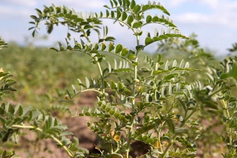 Sadece sanayi değil tarımda da birinci Türkiyede 4 ürün o şehrin elinden geçiyor