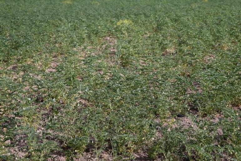 Sadece sanayi değil tarımda da birinci Türkiyede 4 ürün o şehrin elinden geçiyor